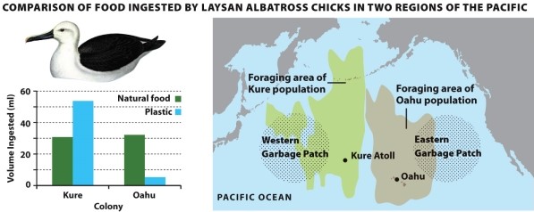 -Refer to Infographic 7.4. Compare the foraging areas for the two populations of Laysan albatross chicks relative to the locations of the garbage patches. This comparison suggests that _________ birds likely eat more plastic because ___________.