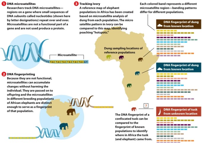 Infographic 13.5. -Refer to Infographic 13.5. Using the DNA fingerprints, determine from where the unknown tusk was likely to have originated.