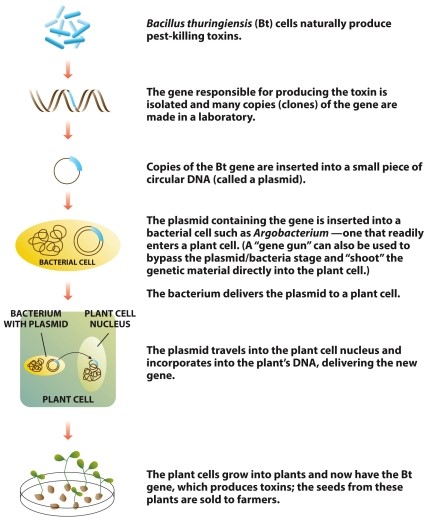 Infographic 16.4. -Refer to Infographic 16.4. Use the infographic to explain step by step how a gene from Bacillus thuringiensis (Bt) is inserted into a plant. In your own words, describe how this happens and how a bacterial gene can be beneficial to a plant.