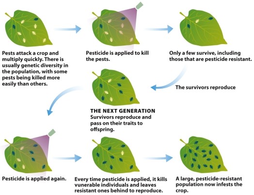 Infographic 17.3. -Refer to Infographic 17.3. Describe how application of chemical pesticides encourages the emergence of pesticide-resistant pest populations.