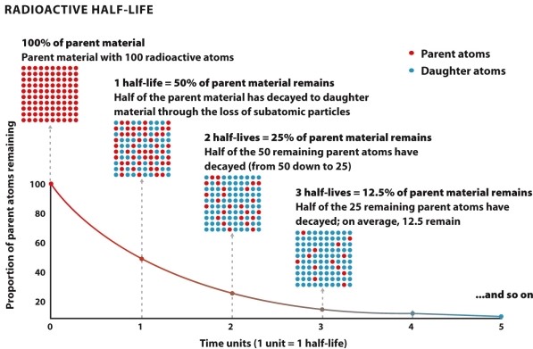 <strong>Infographic 22.2. Refer to Infographic 22.2. If the half-life of a certain radioactive isotope is 5 years and 100 atoms of parent material exist in the original sample, how many parent atoms will be present in the sample after 10 years?</strong> A) 100 B) 75 C) 50 D) 25 E) 0