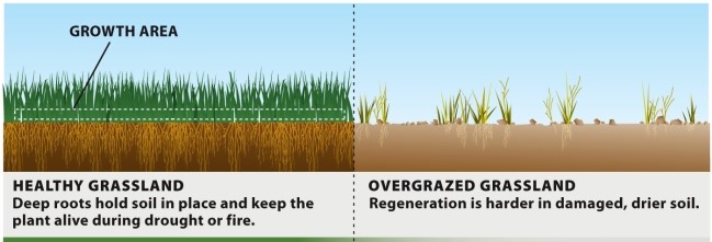 Infographic 27.3. -Refer to Infographic 27.3. Discuss some scenarios of how the healthy grass in the first picture might begin to look like the overgrazed grass in the second picture.