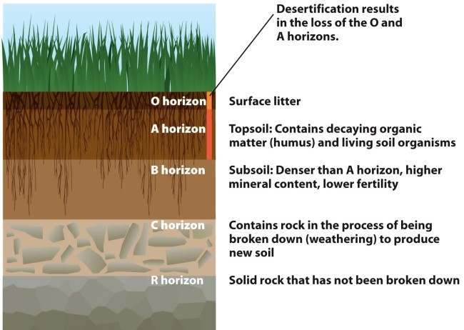 Infographic 27.4. -Refer to Infographic 27.4. Which soil layer contains the most decaying material and living organisms?