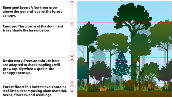 <strong>Infographic 28.2. Refer to Infographic 28.2. Which of the following would NOT be an effect of a tree falling down in the local forest?</strong> A) Increased sunlight could cause saplings to quickly grow, trying to take its place. B) More niches would be opened up. C) Decomposers and scavengers would make a home in the fallen tree. D) Wildflowers would not bloom. E) Shade-adapted species might be detrimentally affected.