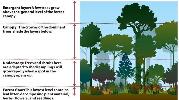 Infographic 28.2. Refer to Infographic 28.2. What microclimate exists in the emergent tree layer, and how would this affect the species dwelling there?
