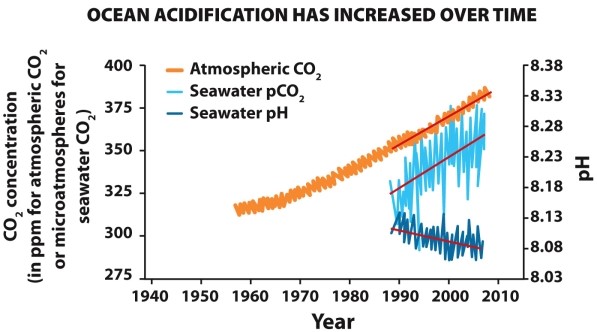 <strong>Infographic 29.1. Refer to the graph depicting ocean acidification over time in Infographic 29.1. As the atmospheric concentration of CO₂ increases, the amount of CO₂ absorbed by the oceans (pCO₂) also increases. This type of relationship is _________.</strong> A) directly proportional B) inversely proportional C) negative feedback D) positive feedback E) None of these answers are correct.