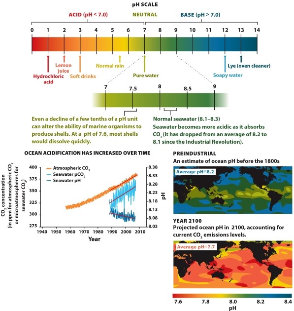nfographic 29.1. -Refer to Infographic 29.1. Carbon dioxide emissions have reduced the ocean's pH by about 0.1. Why is this acidification of the ocean a problem?