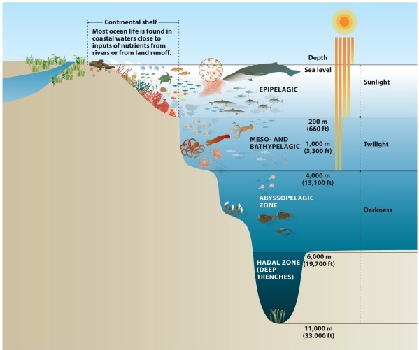 <strong>Infographic 29.3. Refer to Infographic 29.3. Which ocean zone has the highest rate of photosynthesis?</strong> A) abyssal B) hadal C) bathypelagic D) epipelagic E) meso