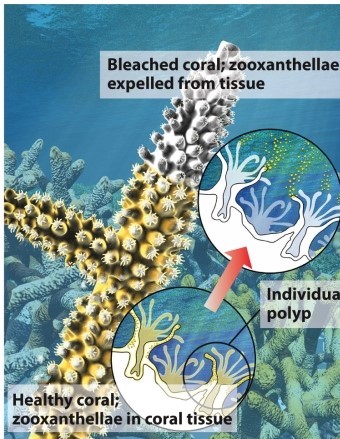Infographic 29.6. Refer to Infographic 29.6. What does the white area on this coral indicate? Discuss the possible causes and the ecological impact of this phenomenon.