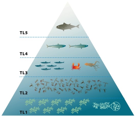 <strong> Infographic 31.3. Refer to the Marine Food Pyramid in Infographic 31.3. The overfishing of which trophic level would most greatly affect that ecosystem?</strong> A) TL5 B) TL4 C) TL3 D) TL2 E) Overfishing of any level would have the same effect on the ecosystem.