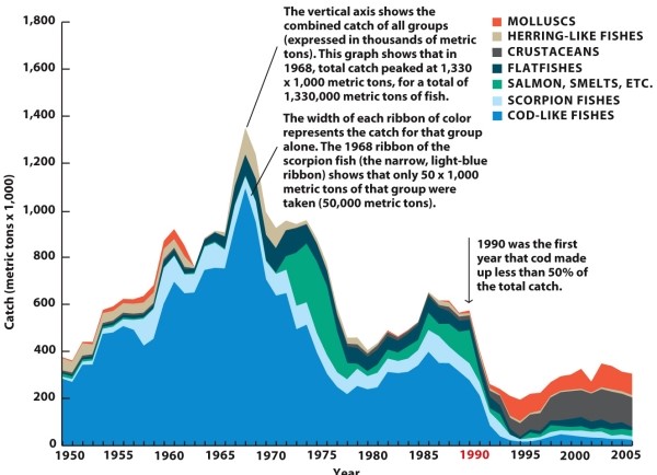 -Refer to Infographic 31.4. The figure shows fish catches in the Newfoundland-Labrador Shelf area of the North Atlantic. Describe the shift in the species and amounts taken in 1968, 1990, and 2005.
