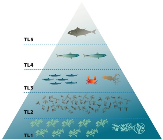 Infographic 31.3. Refer to Infographic 31.3. What can cause a marine food pyramid to look like the one shown in the figure? What effects can it have on the fishing industry and on the ability of top-trophic-level fish to recover?