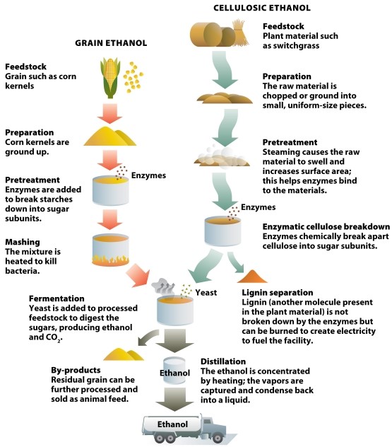 Infographic 32.5. -Refer to Infographic 32.5. Which step in the conversion of cellulose to ethanol is the raw material chopped or ground into small, uniform-size pieces?