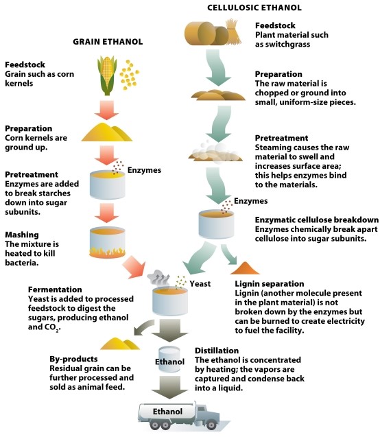 Infographic 32.5 Use Infographic 32.5 to describe the production of grain ethanol and cellulosic ethanol. Why is it more challenging to produce ethanol from plants with high cellulose content compared with producing it from grain?