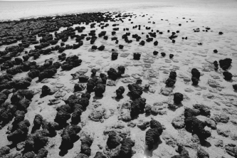 <strong>The image below is of an Australian shoreline. Which of the following forms of early life on Earth does it depict? </strong> A) stromatolites B) cyanobacteria C) eukaryotes D) meteorites E) fungi