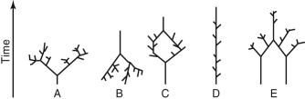 <strong>Which of the following sketches could describe the evolutionary tree of life on Earth? In each diagram, time increases as you move upward, and each branch represents a different species. </strong> A) A B) B C) C D) D E) E