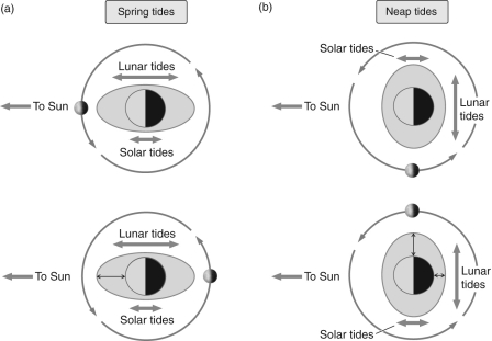   Figure 2 -According to Figure 2, spring tides occur when the lunar and solar tides _________ resulting in _________ tides.