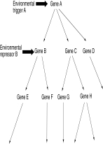 <strong>The picture below illustrates: </strong> A) chain reactions B) genetic ripples C) a landscape of canalization D) regulatory cascades
