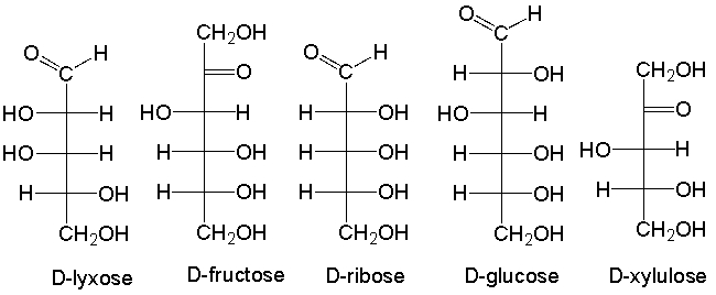 <strong>Which of the following is a ketopentose? </strong> A) D-lyxose B) D-fructose C) D-ribose D) D-glucose E) D-xylulose