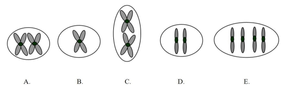 <strong>The ant Myrmecia pilosula is found in Australia and is named bulldog because of its aggressive behavior.It is particularly interesting because it carries all its genetic information in a single pair of chromosomes.In other words,2n = 2.(Males are haploid and have just one chromosome.)Which of the following figures would most likely represent a correct configuration of chromosomes in a metaphase I cell of a female? </strong> A)A B)B C)C D)D E)E