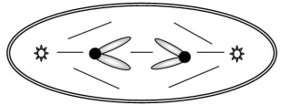 The accompanying sketch depicts a cell from an organism in which 2n = 2 and each chromosome is metacentric. (a)Circle the correct stage for the cell in this sketch: anaphase of mitosis anaphase of meiosis I anaphase of meiosis II telophase of mitosis (b)Given that each G1 nucleus from this organism contains 16 picograms of DNA,how many picograms of chromosomal DNA would you expect in the cell shown here?