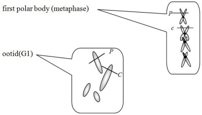     (c)8,8,4,4,2