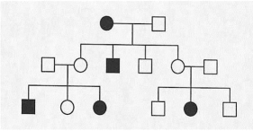 Below is a pedigree of a fairly common human hereditary trait in which the boxes represent males and the circles represent females.Shading symbolizes the abnormal phenotype. Given that one gene pair is involved: (a)Is the inheritance pattern X-linked or autosomal,recessive or dominant? (b)Give the genotype of each individual in the pedigree.If more than one genotypic possibility exists,present all possible alternatives.