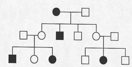 Below is a pedigree of a fairly common human hereditary trait; the boxes represent males and the circles represent females.Filled-in symbols indicate the abnormal phenotype.Given that one gene pair is involved, (a)Is the inheritance pattern X-linked or autosomal? (b)Give the genotype of each individual in the pedigree.If more than one genotypic possibility exists,present all possible alternatives.