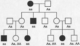 (a)autosomal recessive (b)   