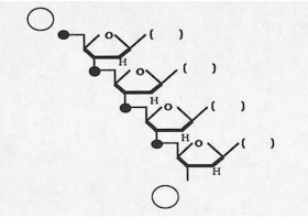Refer to the following diagram of a generalized tetranucleotide to answer questions (a)through (e). (a)Is this a DNA or an RNA molecule? ________ (b)Place an X (in one of the circles in the diagram)at the 3' end of this tetranucleotide. (c)Given that the DNA strand,which served as a template for the synthesis of this tetranucleotide,was composed of the bases 5' - A C A G - 3',fill in the parentheses (in the diagram)with the expected bases. (d)Suppose that one of the precursors for this tetranucleotide was a ³²P-labeled guanine nucleoside triphosphate (the innermost phosphate containing the radioactive phosphorus).Circle the radioactive phosphorus atom as it exists in the tetranucleotide. (e)Given that spleen diesterase (breaks between the phosphate and the 5' carbon)digests the pictured tetranucleotide,which base(s)among the breakdown products would be expected to be attached to the ³²P?