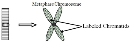 Given the diagram below,assume that a G1 chromosome (left)underwent one round of replication in ³H-thymidine and the metaphase chromosome (right)had both chromatids labeled.Which of the following replicative models (conservative,dispersive,semiconservative)could be eliminated by this observation?