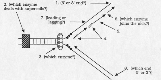Below is a diagram of DNA replication as currently believed to occur in E.coli.Arrows start from numbers and end at specific points.Answer the questions relating to the locations specified by the numbers. (1)Which end (5' or 3')of the molecule is here? (2)Which enzyme is probably functioning here to deal with supercoils in the DNA? (3)Which enzyme is probably functioning here to unwind the DNA? (4)Which nucleic acid is probably depicted here? (5)What are these short DNA fragments usually called? (6)Which enzyme probably functions here to couple these two newly synthesized fragments of DNA? (7)Is this strand the leading or lagging strand? (8)Which end (5' or 3')of the molecule is here?