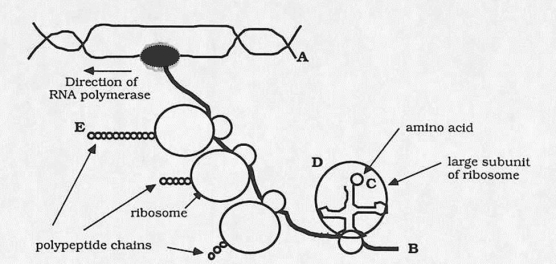 The following drawing represents simultaneous transcription and translation in E.coli. Answer the questions below the drawing.The arrow gives the direction of the RNA polymerase. (a)Is the letter A nearer the 5' or the 3' end of the molecule? (b)Is the letter B nearer the 5' or the 3' end of the molecule? (c)Is the letter C nearer the 5' or the 3' end of the tRNA molecule? (d)What is the S value for the large rRNA that is closest to the letter D? (e)Which terminus (N or C)of the growing polypeptide chain is nearer to the letter E?