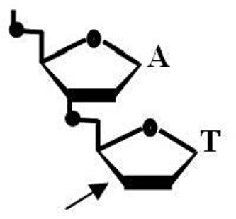 <strong>Given the structure below, please answer the following questions. Is the accompanying figure DNA or RNA? ________ Is the arrow closest to the 5' or 3' end? ________ Spleen diesterase is an enzyme that breaks the covalent bond that connects the phosphate to the 5' carbon. Assume that the dinucleotide is digested with spleen diesterase. To which base and to which carbon on the sugar is the phosphate now attached, A or T? </strong> A) RNA; 3' end; A, 3' B) DNA; 5' end; A, 5' C) RNA; 3' end; T, 3' D) DNA; 3' end; A, 3' E) DNA; 3' end; T, 5'