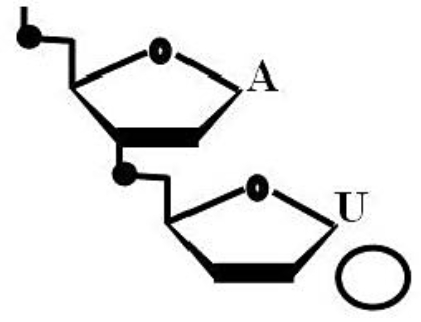 Is the accompanying figure DNA or RNA? Is the circle closer to the 5' or 3' end?