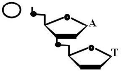 Is the accompanying figure DNA or RNA? Is the circle closer to the 5' or 3' end?