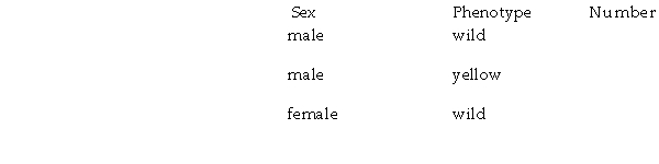A cross was made between homozygous wild -type female Drosophila and yellow -bodied male Drosophila. All of the resulting offspring were phenotypically wild type. Offspring of the F2 generation had the following phenotypes: Based on this information: a() Is the mutant gene for yellow body behaving as a recessive or dominant gene? b() Is the yellow locus on an autosome or on the X chromosome?