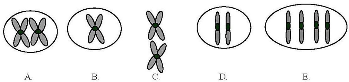<strong>The ant Myrmecia pilosula is found in Australia and is named bulldog because of its aggressive behavior. It is particularly interesting because it carries all its genetic information in a single pair of chromosomes. In other words, 2n = 2. (Males are haploid and have just one chromosome.) Which of the following figures would most likely represent a correct configuration of chromosomes in a metaphase I cell of a female? </strong> A) A B) B C) C D) D E) E