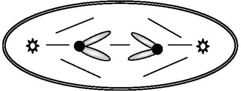The accompanying sketch depicts a cell from an organism in which 2n = 2 and each chromosome is metacentric. a() Circle the correct stage for the cell in this sketch: anaphase of mitosis anaphase of meiosis I anaphase of meiosis II telophase of mitosis b() Given that each G1 nucleus from this organism contains 16 picograms of DNA, how many picograms of chromosomal DNA would you expect in the cell shown here?