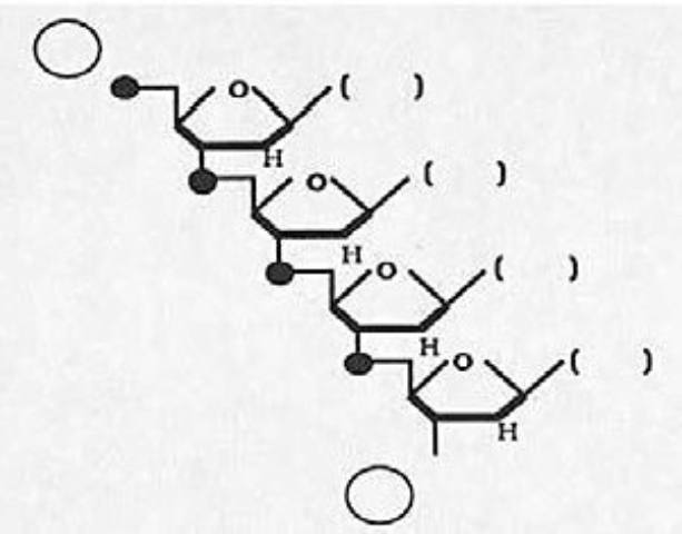 Refer to the following diagram of a generalized tetranucleotide to answer questions (a) through (e). a() Is this a DNA or an RNA molecule? ________ b() Place an X (in one of the circles in the diagram) at the 3' end of this tetranucleotide. c() Given that the DNA strand, which served as a template for the synthesis of this tetranucleotide, was composed of the bases 5' - A C A G - 3', fill in the parentheses (in the diagram) with the expected bases. d() Suppose that one of the precursors for this tetranucleotide was a 32P -labeled guanine nucleoside triphosphate (the innermost phosphate containing the radioactive phosphorus). Circle the radioactive phosphorus atom as it exists in the tetranucleotide. e() Given that spleen diesterase (breaks between the phosphate and the 5' carbon) digests the pictured tetranucleotide, which base(s) among the breakdown products would be expected to be attached to the 32P?