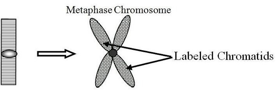 Given the diagram below, assume that a G1 chromosome (left) underwent one round of replication in 3H -thymidine and the metaphase chromosome (right) had both chromatids labeled. Which of the following replicative models (conservative, dispersive, semiconservative) could be eliminated by this observation?