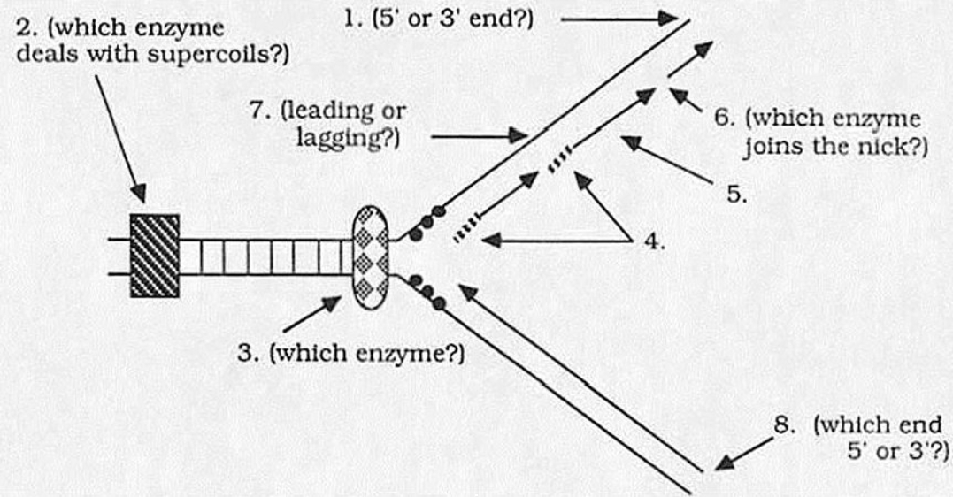 Below is a diagram of DNA replication as currently believed to occur in E. coli. Arrows start from numbers and end at specific points. Answer the questions relating to the locations specified by the numbers. 1() Which end (5' or 3') of the molecule is here? 2() Which enzyme is probably functioning here to deal with supercoils in the DNA? 3() Which enzyme is probably functioning here to unwind the DNA? 4() Which nucleic acid is probably depicted here? 5() What are these short DNA fragments usually called? 6() Which enzyme probably functions here to couple these two newly synthesized fragments of DNA? 7() Is this strand the leading or lagging strand? 8() Which end (5' or 3') of the molecule is here?