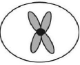 <strong>The ant,Myrmecia pilosula,is found in Australia and is named bulldog because of its aggressive behavior.It is particularly interesting because it carries all its genetic information in a single pair of chromosomes.In other words,2n = 2.(Males are haploid and have just one chromosome.)Which of the following figures would most likely represent a correct configuration of chromosomes in a metaphase I cell of a female?</strong> A) B) C) D) E)