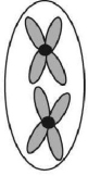 <strong>The ant,Myrmecia pilosula,is found in Australia and is named bulldog because of its aggressive behavior.It is particularly interesting because it carries all its genetic information in a single pair of chromosomes.In other words,2n = 2.(Males are haploid and have just one chromosome.)Which of the following figures would most likely represent a correct configuration of chromosomes in a metaphase I cell of a female?</strong> A) B) C) D) E)