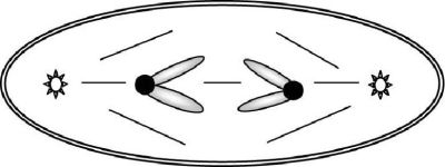 The accompanying sketch depicts a cell from an organism in which 2n = 2 and each chromosome is metacentric. a) Circle the correct stage for the cell in this sketch: anaphase of mitosis anaphase of meiosis I anaphase of meiosis II telophase of mitosis b) Given that each G1 nucleus from this organism contains 16 picograms of DNA,how many picograms of chromosomal DNA would you expect in the cell shown below?