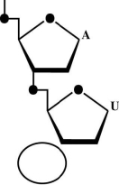 Is the accompanying figure DNA or RNA? Is the circle closer to the 5′ or 3′ end?