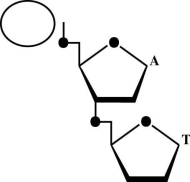 Is the accompanying figure DNA or RNA? Is the circle closer to the 5′ or 3′ end?