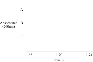 Assume that you grew a culture of E.coli for many generations in medium containing ¹⁵N (from the ammonium ion),a heavy isotope of nitrogen.You extract DNA from a portion of the culture and determine its density to be 1.723 gm/cm³ (call this sampleA).You then wash the remaining E.coli cells and grow them for one generation in ¹⁴N,extract the DNA from a portion of the culture,and determine its density to be 1.715 gm/cm³ (call this sampleB).You let the culture grow for one more generation in ¹⁴N,and extract the DNA (call this sampleC)is then heated to completely denature the double-stranded structures,cooled quickly (to keep the strands separate),and subjected to ultracentrifugation.Present the centrifugation profiles for heat-denatured DNA (samples A,B,andC)that you would expect.Use the graph below.(Note: Although not the case,assume that single-stranded DNA has the same density as double-stranded DNA.).Each sample of DNA (A,B,andC)