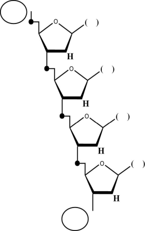 Refer to the accompanying diagram of a generalized tetranucleotide to answer questions (a)through (e). (a)Is this a DNA or an RNA molecule? (b)Place an X (in one of the circles in the diagram)at the 3′ end of this tetranucleotide. (c)Given that the DNA strand,which served as a template for the synthesis of this tetranucleotide,was composed of the bases 5′ - A C A G - 3′,fill in the parentheses (in the diagram)with the expected bases. (d)Suppose that one of the precursors for this tetranucleotide was a ³²P-labeled guanine nucleoside triphosphate (the innermost phosphate containing the radioactive phosphorus).Circle the radioactive phosphorus atom as it exists in the tetranucleotide. (e)Given that spleen diesterase (breaks between the phosphate and the 5′ carbon)digests the pictured tetranucleotide,which base(s)among the breakdown products would be expected to be attached to the ³²P?