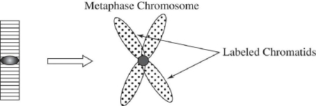 Given the accompanying diagram,assume that a G1 chromosome (left)underwent one round of replication in ³H-thymidine and the metaphase chromosome (right)had both chromatids labeled.Which of the following replicative models (conservative,dispersive,semiconservative)could be eliminated by this observation?